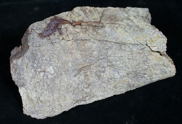 Section Of Triceratops Bone - Lance Creek Formation #8981